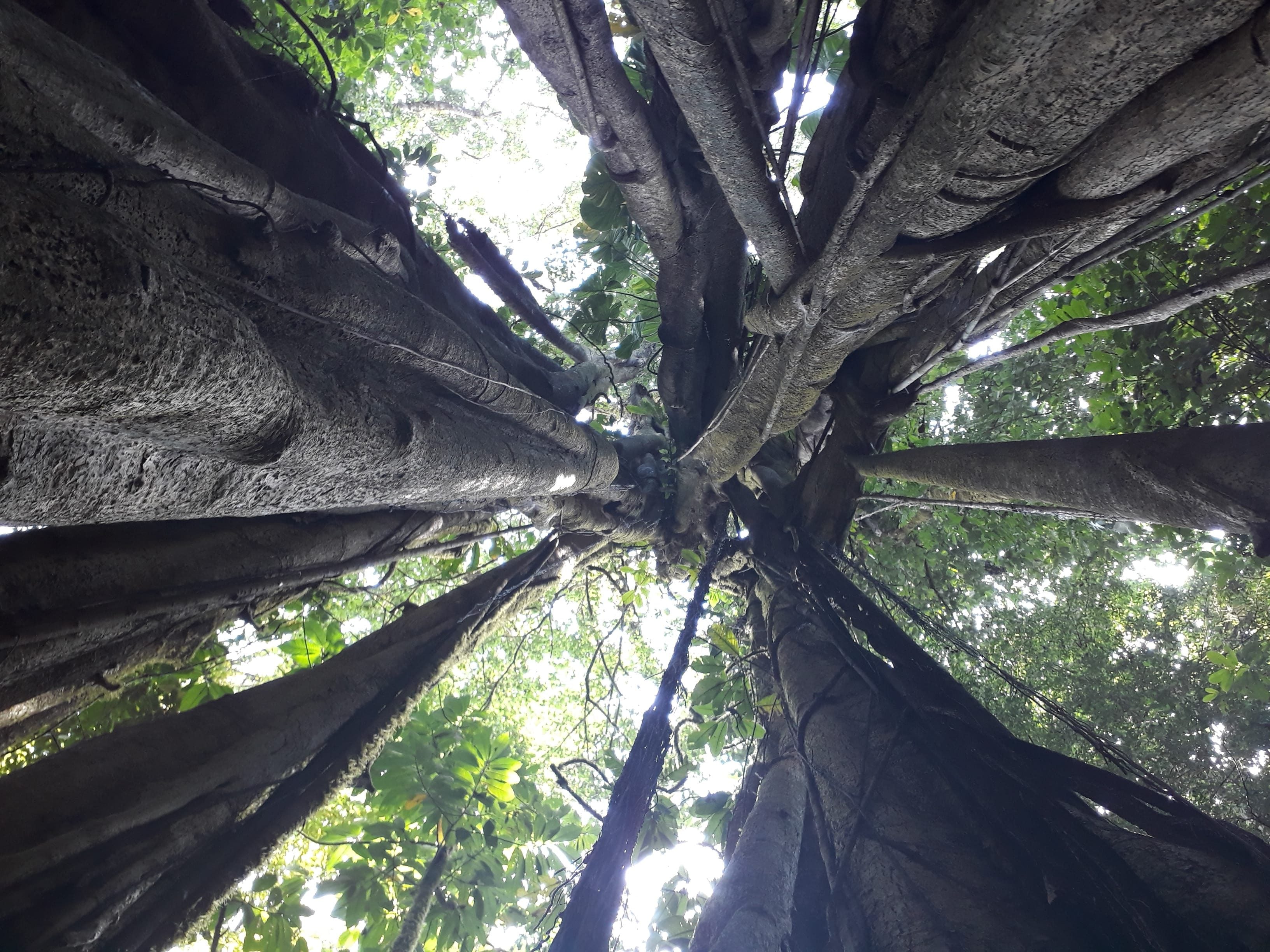backpacking in Costa Rica jungles