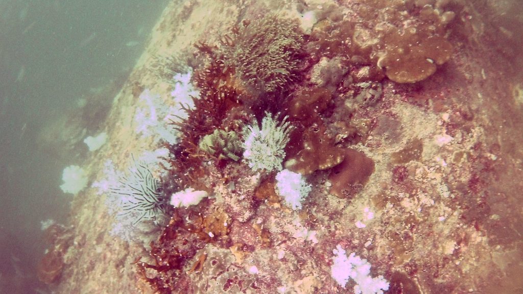 Scuba Diving Koh Lipe