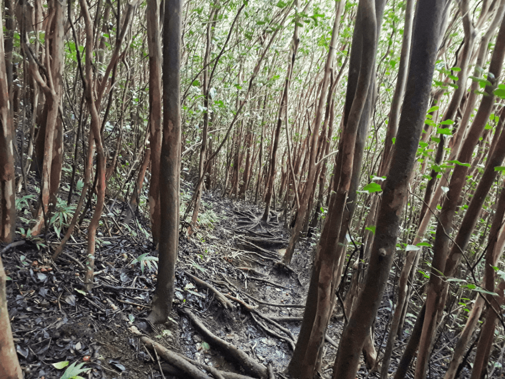 Hiking the Kaau Trail
