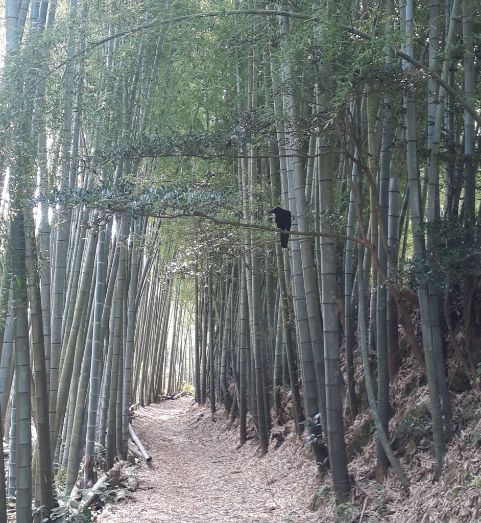 hiking the kyoto trail